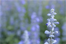 逍遥兵王最新章节目录（逍遥兵王·最新章节目录）